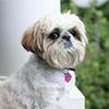 Shih Tzu Pronunciation