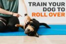 Train Your Dog To Roll Over Following These Steps