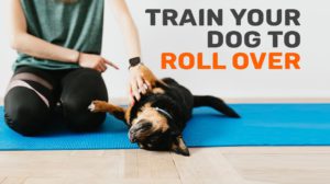 Train Your Dog To Roll Over Following These Steps