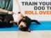 Train Your Dog To Roll Over Following These Steps