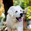 What is the happiest dog breed