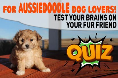 Aussiedoodle Dog Quiz