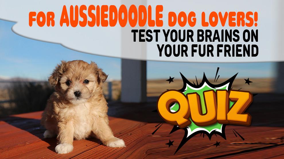 Aussiedoodle Dog Quiz