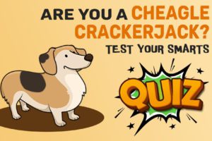 Cheagle Quiz