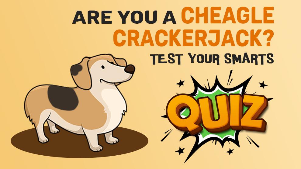 Cheagle Quiz