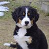 Do Bernese Mountain Dogs Shed