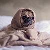 Do Dogs Get Morning Sickness