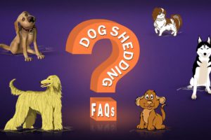Dog Shedding FAQs