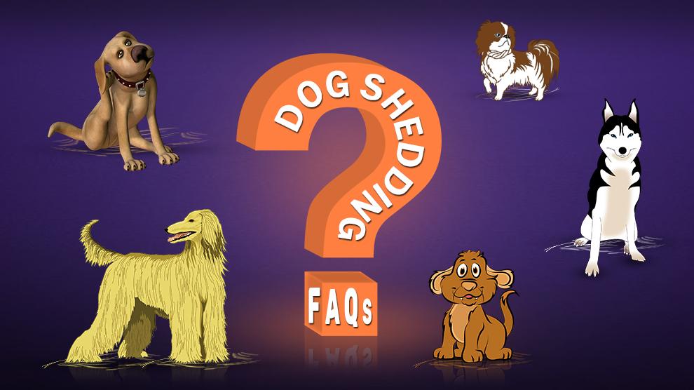 Dog Shedding FAQs