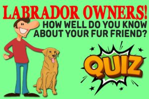 English Labrador Quiz