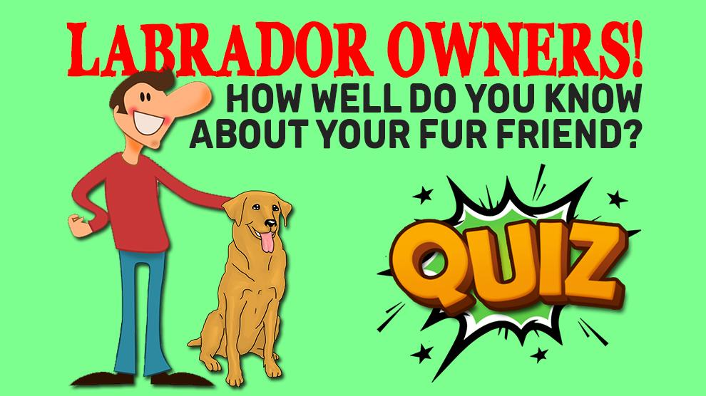 English Labrador Quiz