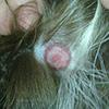 What Does Lyme Disease Look Like On A Dog