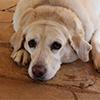 What Is Cushings Disease In Dogs