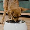 What To Feed A Sick Dog With No Appetite