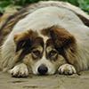 When To Put A Dog Down With Cushing's Disease