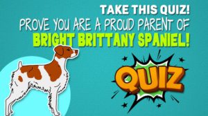 Brittany Spaniel Quiz