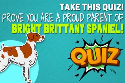 Brittany Spaniel Quiz
