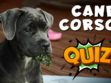 Cane Corso Quiz
