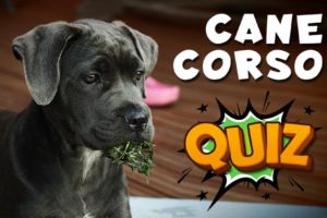 Cane Corso Quiz