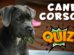 Cane Corso Quiz