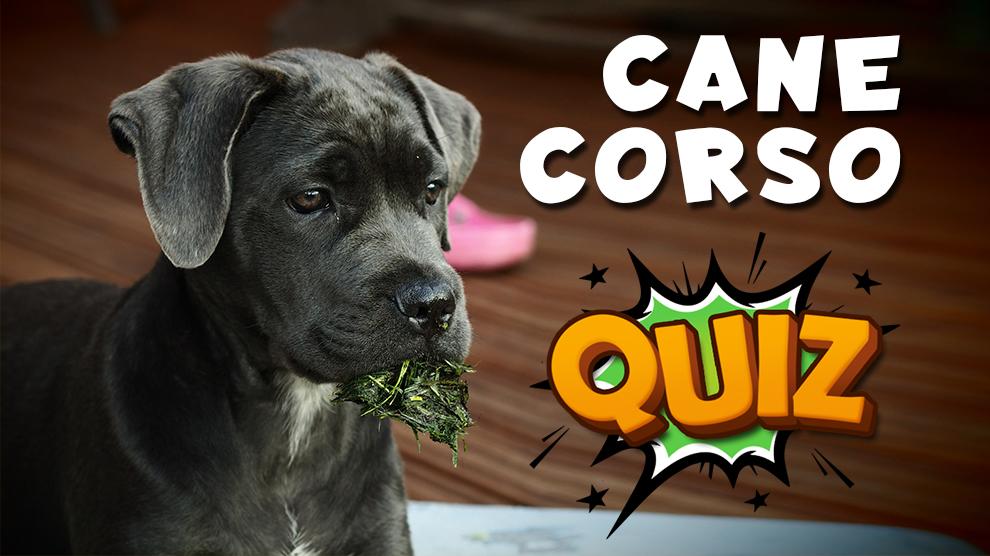 Cane Corso Quiz