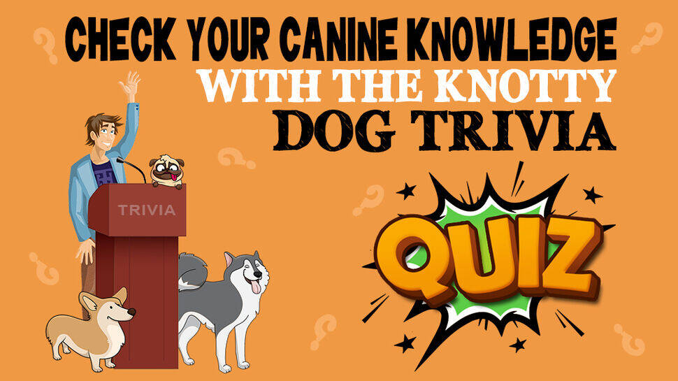 Dog Trivia Quiz