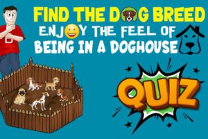 Find The Dog Breed Quiz