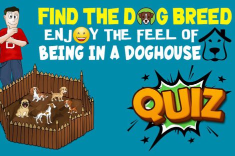 Find The Dog Breed Quiz
