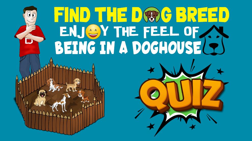 Find The Dog Breed Quiz