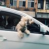 How To Keep Your Dog Safe In The Car