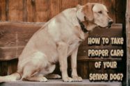 How To Take Care of Senior Dogs
