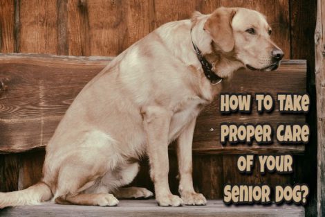 How To Take Care of Senior Dogs
