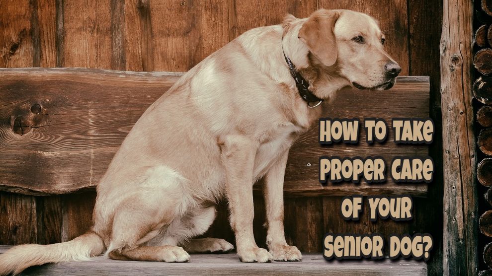 How To Take Care of Senior Dogs