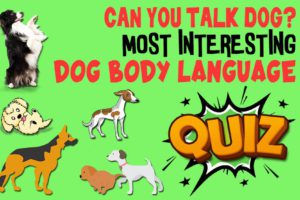 Dog Body Language Quiz