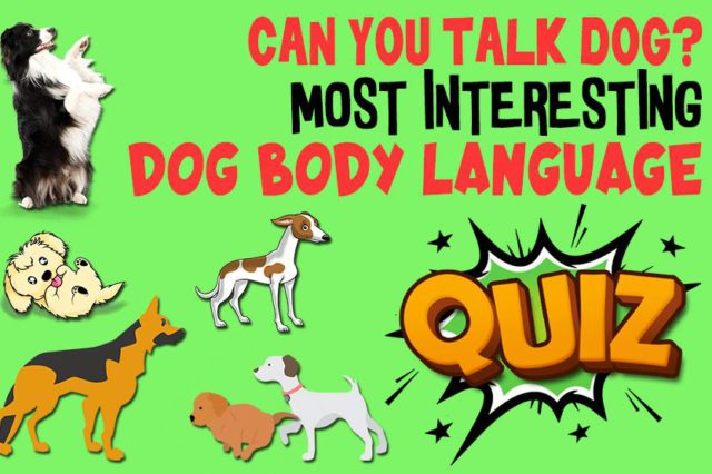 Dog Body Language Quiz