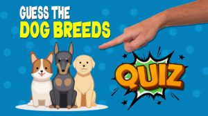 Dog Breed Shape Quiz