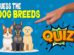 Dog Breed Shape Quiz
