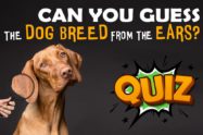 Guess Dog Breed From Ears Quiz