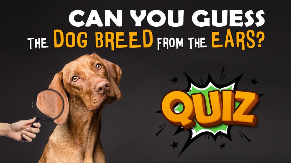 Guess Dog Breed From Ears Quiz