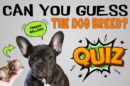Guess Dog Breed From Puppies Quiz
