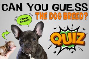 Guess Dog Breed From Puppies Quiz