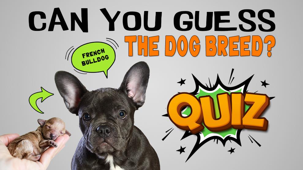 Guess Dog Breed From Puppies Quiz