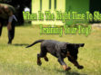 Time To Start Training Your Dog
