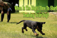 Time To Start Training Your Dog