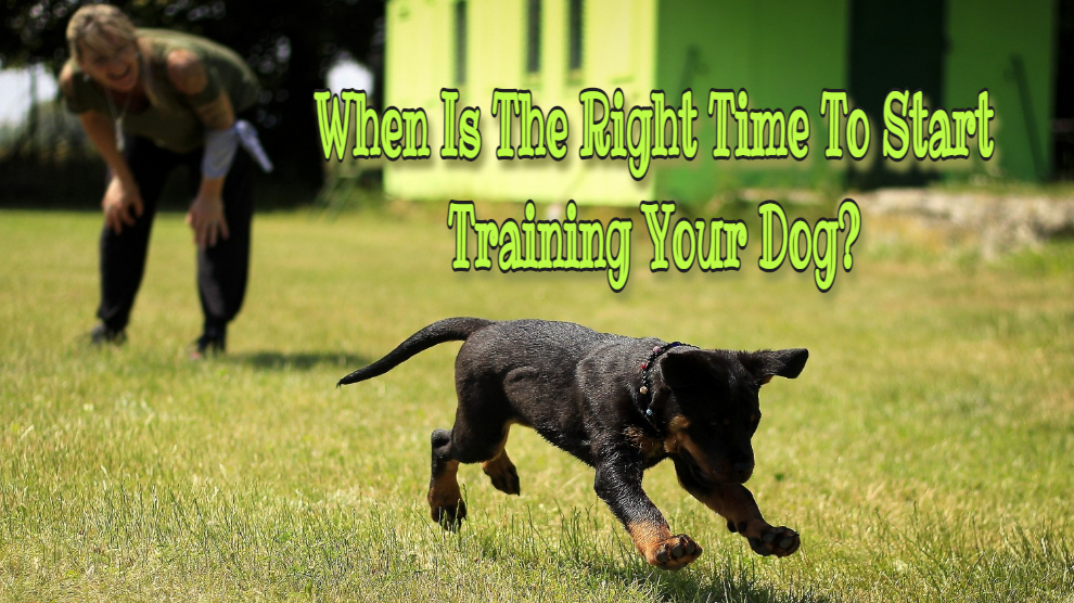 Time To Start Training Your Dog