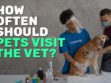 How Often Should Pets Visit The Vet