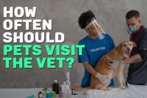 How Often Should Pets Visit The Vet
