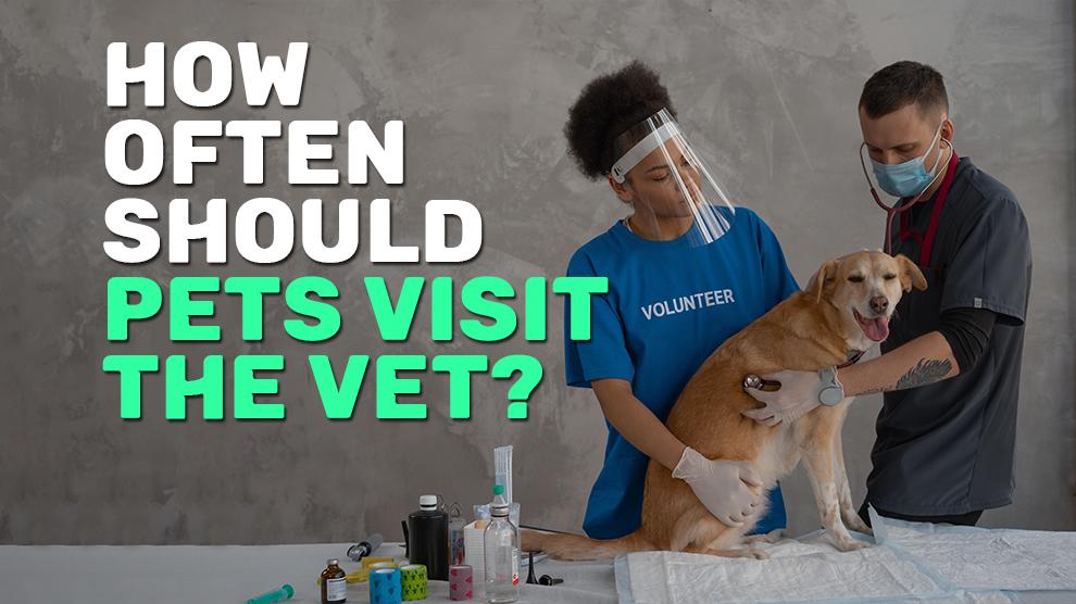 How Often Should Pets Visit The Vet