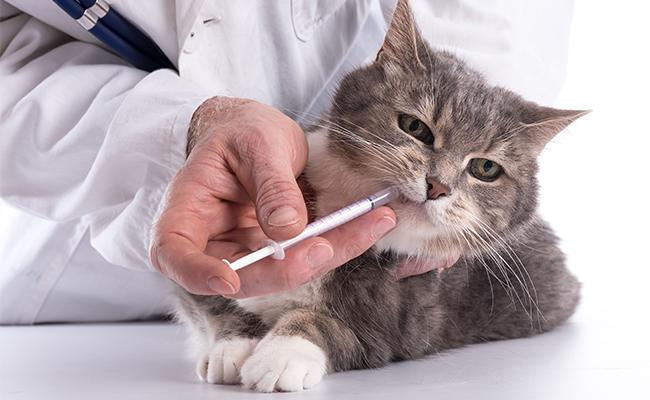 The Right Frequency Of Veterinary Visits Cats