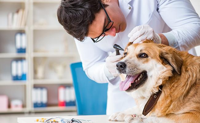The Right Frequency Of Veterinary Visits Dogs